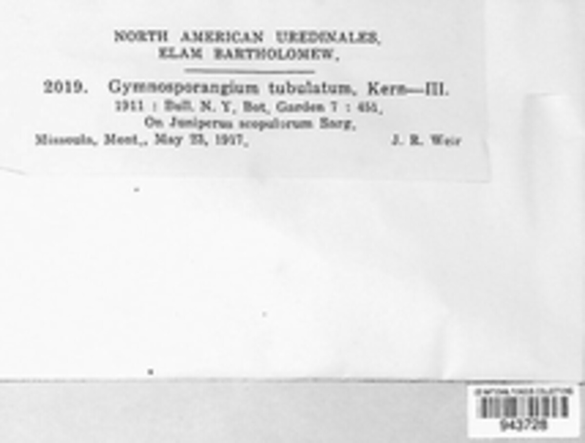 Gymnosporangium image
